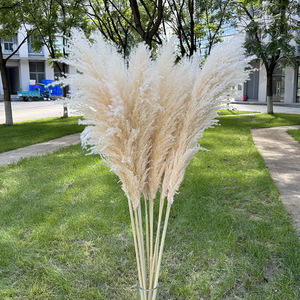 Bouquet de fleurs séchées en gros : Grandes herbes de la pampa, style nordique, pour décoration au sol, mariage, Nouvel An chinois - Product Image 6