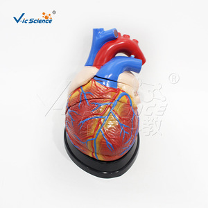 Modèle d'anatomie cardiaque agrandi ; Échantillon de démonstration de la structure du système digestif pour l'école de médecine - Product Image 5