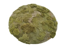 Tapis en peluche vert mousse 3D jacquard tufté à la main, antidérapant, moelleux, écologique, imperméable, adapté aux animaux domestiques, pour salon et couloir