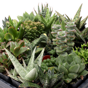 Suculentas de interior para escritorio con poca luz y plantas de follaje escultural en macetas de 2 pulgadas para el hogar - Product Image 4