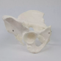 Modelo de pelvis femenina de tamaño real Modelo de anatomía femenina flexible Modelo de Anatomía de pelvis de hueso de cadera Educación científica
