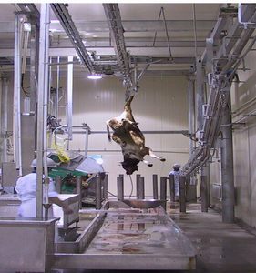 Línea de Equipos de Alta Eficiencia para el Sacrificio de Ganado, para Plantas y Complementos Comerciales de Procesamiento de Carne de Res - Product Image 5