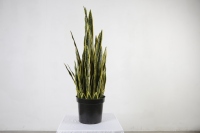 110cm écologique Sansevieria plantes de serpent artificielles bonsaï plante plantes artificielles pour la décoration intérieure