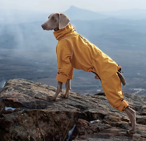 Abrigo de Invierno Personalizado para Perros al por Mayor, Ropa de Lujo para Mascotas Gigantes, Impermeable, para Bulldog Francés Grande, Otoño e Invierno - Product Image 3