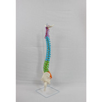 Modelo de Esqueleto Humano de PVC DARHMMY, Tamaño Real, Columna Vertebral, Pelvis, Huesos de Pierna, Vasos Sanguíneos, Nervios, para Enseñanza Médica, Origen China
