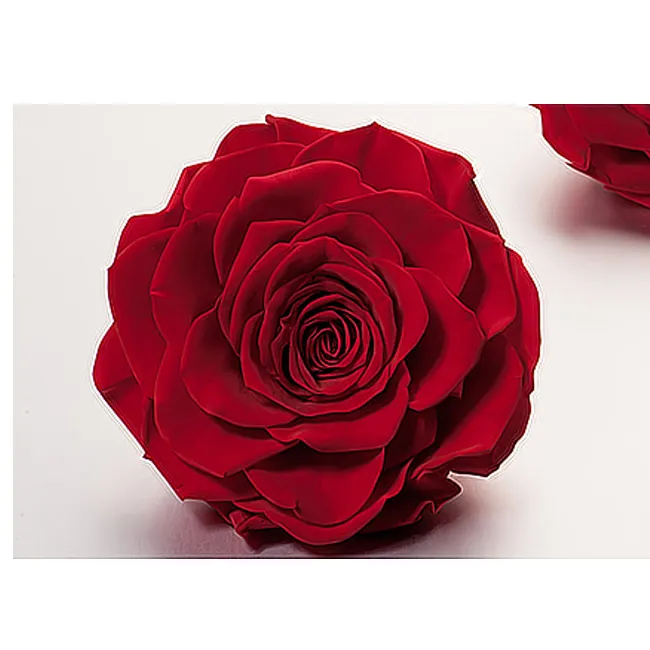 Semitree — tête de roses avec fleurs conservées naturelles, tête de luxe de haute qualité