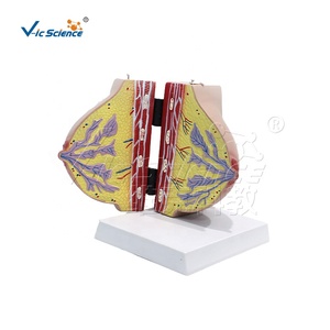 Modelo de anatomía mamaria femenina en reposo y lactancia, modelo de estructura de seno para enseñanza médica en ginecología y cirugía estética - Product Image 6