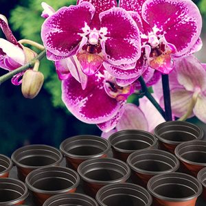 Vente en gros usine sortie Durable plastique noir épaissi TH 12 15 Cell trou Pot étagères plante bouchon culture <span class=keywords><strong>mites</strong></span> orchidées plateaux - Product Image 6