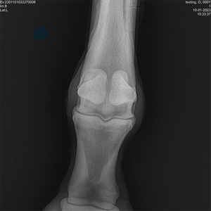 Appareil <span class=keywords><strong>de</strong></span> radiologie vétérinaire portable DR Digital Systems, machine à rayons X numérique mobile 5,6 kW pour clinique vétérinaire - Product Image 1