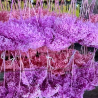 Plus de 20 couleurs de fleurs d'hortensia stabilisées à la glycérine - Longue durée de vie (3-5 ans) - Décoration intérieure, mariage, Nouvel An chinois, artisanat DIY