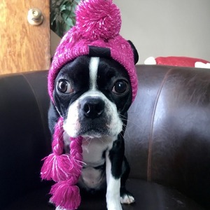 Gorro para Bulldog Francés con Diseño de Pompón, Cálido para Invierno, Color Sólido - Product Image 3