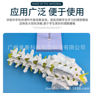 Modèle de vertèbres lombaires à cinq segments, modèle de coccyx, modèle de colonne vertébrale, modèle de squelette humain grandeur nature, disque intervertébral fémoral. - Product Image 5