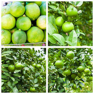 Limón Verde Vietnamita Fresco Sin Semillas, Suministro Directo de Granja, Alta Calidad para Venta en Mercado Fresco, Almacenamiento en Frío, 12 Meses de Duración - Product Image 3