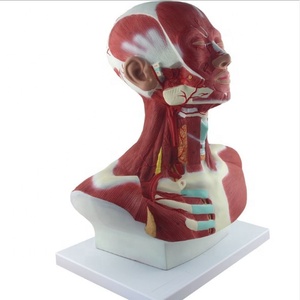 Modèle anatomique <span class=keywords><strong>de</strong></span> suture des muscles <span class=keywords><strong>de</strong></span> la tête, du cou et <span class=keywords><strong>de</strong></span> la poitrine, modèle <span class=keywords><strong>de</strong></span> tête humaine et <span class=keywords><strong>de</strong></span> muscles faciaux pour l'enseignement <span class=keywords><strong>médical</strong></span> - Product Image 2