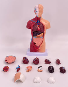 Учебное оборудование, Обучающие инструменты, мини-модель человеческого анатомического туловища, 28 см, модель туловища со съемными органами - Product Image 5