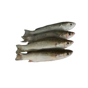 Fruits de mer frais de haute qualité - Mulet argenté entier congelé du Vietnam, emballage en vrac IQF, fournisseur en gros - Product Image 1