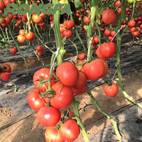 Clip de fixation en J pour tomates, plantes de jardin, légumes et vignes