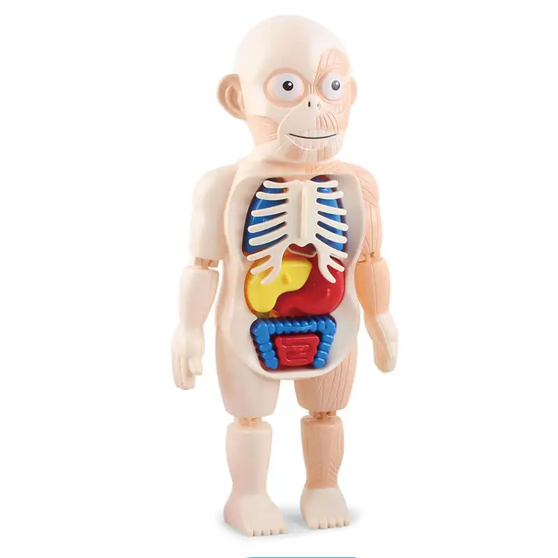 Wholesale Custom Children's Scientific Physical Biology Education Simulated Anatomy Nurse Figure Human Doctor Toys for Kids