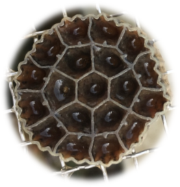 K1 Midia Ecochip Portador K5 Mbbr Bio Chip Mbbr Mediadier anneau en plastique station d'épuration des eaux usées transporteur Reattore Mbbr Media - Product Image 2