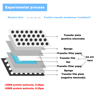 Membrane de transfert IKEME PVDF NC en nitrocellulose 0,22 µm 0,45 µm pour transfert de protéines de poids moléculaire élevé en <span class=keywords><strong>laboratoire</strong></span> (Western Blot) - Product Image 2