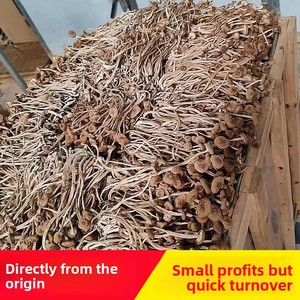 <span class=keywords><strong>Champignons</strong></span> d'Arbre à Thé Séchés Sans Racines de Qualité Supérieure - Agrocybe Aegerita à Capuchon Fermé Sans Racines - Product Image 5