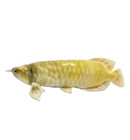 Robot poisson rouge bionique FULLDEPTH |   Matériel composite, profondeur 20 m, batterie 12H, commande automatique/à distance |   Aquarium pour animaux marins 69x20cm