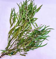 Groothandel Gedroogde Eucalyptus 10 Stengels Per Bundel Gedroogde Bloemen voor Bruiloft Valentijnsdag Thanksgiving Kerstmis Huisdecoratie
