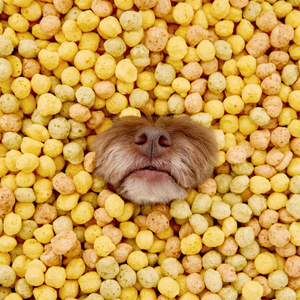 [annie.cong] Cococo Dog Chica Popcorn (Patata Dulce) Alimento Natural para Perros, Apoyo para la Felicidad de las Mascotas, Alimento Premium para Mascotas - Product Image 4