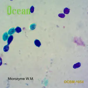 Yeast /Microzyme w.m. 顕微鏡で準備したスライド