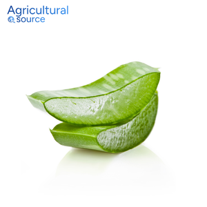 Aloe Vera orgánico fresco-Gel para el cuidado de la piel rico en nutrientes-Ideal para mascarillas nocturnas, cuidado de cicatrices y Nutrición del cabello - Product Image 2