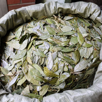 Feuilles de Laurier Séchées Entières Laurus Nobilis Épice Naturelle pour la Cuisine Vente en Gros Qualité Alimentaire