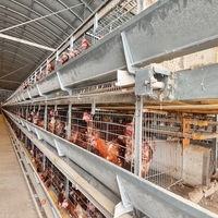 Système de cage à batterie de type H, équipement d'élevage avicole automatique pour ferme avicole commerciale