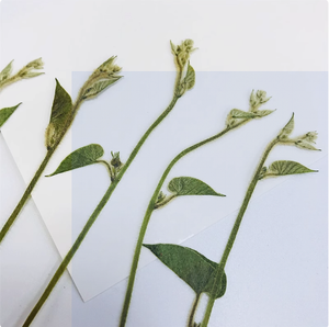 <span class=keywords><strong>Ipomoea</strong></span> con ramas Scrapbooking resina epoxi planta Natural ecológica flor prensada Real para marco - Product Image 2