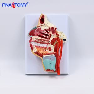 Pnatomy PVC教材 口腔 鼻咽頭 頭蓋神経 血管模型 内側血管神経 血管教育用 - Product Image 6