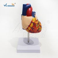 Modelo de Corazón Natural Grande, Ecológico, de PVC Reutilizable, para Demostración de Estructura, para Enseñanza de Anatomía en Laboratorios Médicos, con Certificaciones CE/ISO/ROHS/CNAS