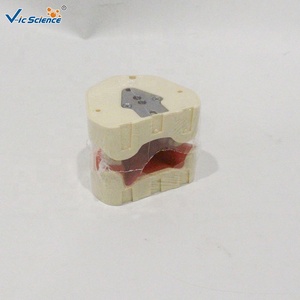 Modèle dentaire standard à 28 dents, modèle <span class=keywords><strong>d</strong></span>'enseignement complet de la <span class=keywords><strong>dentition</strong></span> permanente pour les écoles dentaires CE/ISO/ROHS/CNAS - Product Image 3