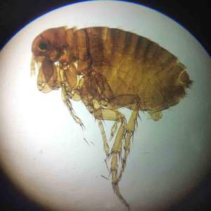 Élèves de l'école enseignant 50 types de microscope de parasitologie médicale ensemble de lames préparées - Product Image 4