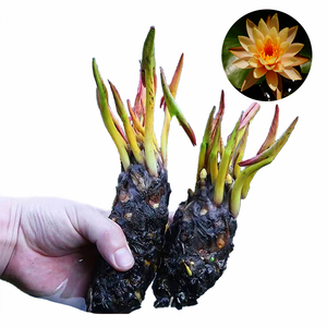 Nymphaea 'La Luna' - Pianta Acquatica Adatta per Laghetti <span class=keywords><strong>da</strong></span> Giardino e Serre - Ninfea 'La Luna' - Product Image 1