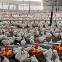 Nouveaux systèmes d'élevage avicole commerciaux Marque U-BEST Garantie 5 ans Prix direct usine Chine