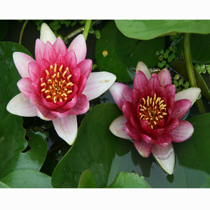 Nymphaea 'Attraction' - une <span class=keywords><strong>plante</strong></span> aquatique adaptée aux bassins de jardin et aux serres - Nénuphar 'Attraction' - Product Image 5