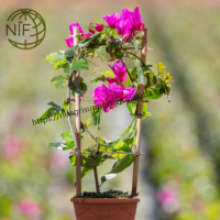 NIF dernier Chine nouveau modèle personnalisé emballage tomate plante support clip anneaux