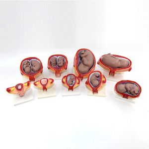Modelo de desarrollo embrionario humano, planificación embrionaria, proceso de desarrollo fetal, enseñanza biológica, material didáctico de anatomía - Product Image 1