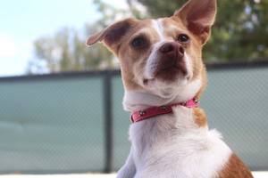 Nuevo <span class=keywords><strong>collar</strong></span> de perro de hueso de cuero de firma de cuero genuino 100% - Product Image 6