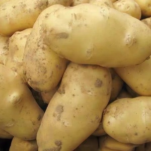 Haute qualité nouvelle récolte chine exportation hollande frais graines <span class=keywords><strong>de</strong></span> <span class=keywords><strong>pomme</strong></span> <span class=keywords><strong>de</strong></span> <span class=keywords><strong>terre</strong></span>/graines prix <span class=keywords><strong>à</strong></span> vendre - Product Image 4