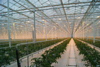 Offre Spéciale Vert maison trempé verre usine Personnalisé Bon prix agricoles À Effet de Serre en verre