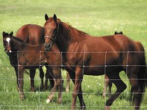 Hiện đại phong cách cao chăn nuôi an ninh hàng rào trong kho gỗ trellis cho gia súc lợn tráng giá rẻ Tính năng Pig bằng chứng thiết kế hiện đại - Product Image 4
