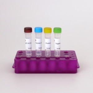 Độ nhạy cao huỳnh quang RT-PCR Kit cho Tây <span class=keywords><strong>Nile</strong></span> sốt virus phát hiện - Product Image 2