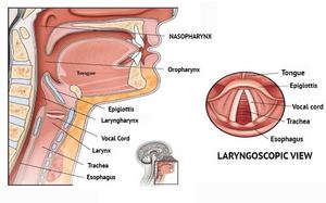Chirurgia Laser a Diodi ORL Minimamente Invasiva per <span class=keywords><strong>Stapedectomia</strong></span> <span class=keywords><strong>e</strong></span> <span class=keywords><strong>Stapedotomia</strong></span> - Product Image 5