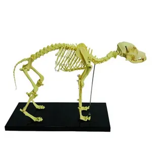 Dog Skeleton Medical Model Animal Anatomical Models Medical Promotion Model Canine Product Big Dog Skeleton For Veterinary