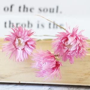 Yunnan fabrika kurutulmuş çiçekler kar lotus çiçekler beyaz açık pembe kar lotus gümüş kurutulmuş papatya çiçek - Product Image 2